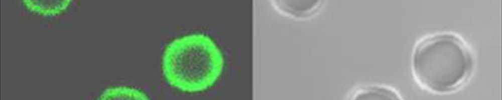 Microcapsules of Hemoglobin