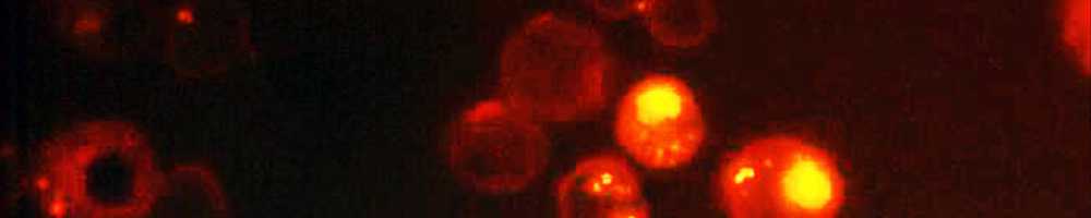 Cellular Uptake of ACT Microparticles