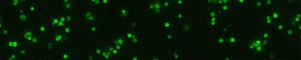 RSV Microparticle Vaccine